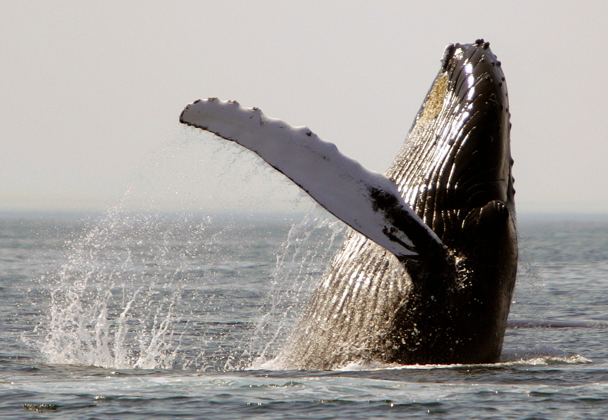 A humpback whale breaches on Stellwagen Bank about 25 miles east of Boston.