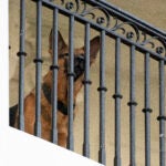 President Joe Biden's dog Commander, a German shepherd, sits at the Truman balcony of the White House.