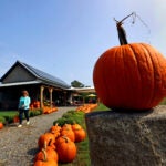 Boston weather -- CARLISLE, MA - 9/27/2023: A view of the Clark Farm Market in Carlisle getting into the Fall Season early with pumpkins for sale.