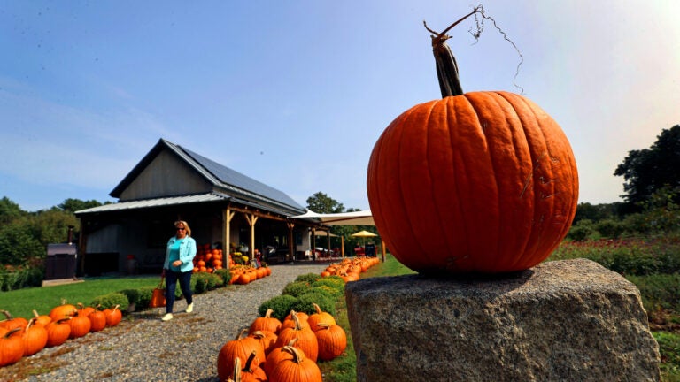 Boston weather -- CARLISLE, MA - 9/27/2023: A view of the Clark Farm Market in Carlisle getting into the Fall Season early with pumpkins for sale.