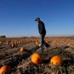 Alan Mazzotti walks through one of his pumpkin fields in Colorado.