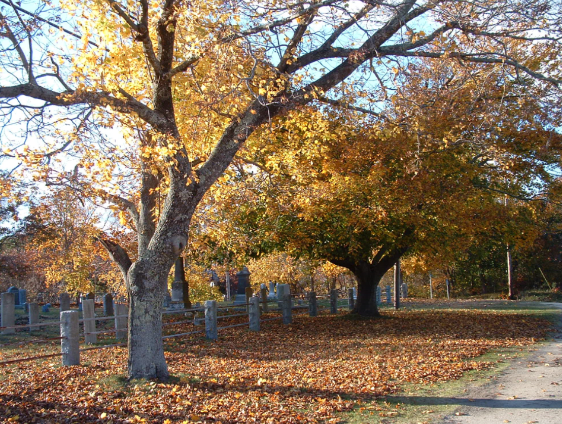 Fall foliage in Eastham.