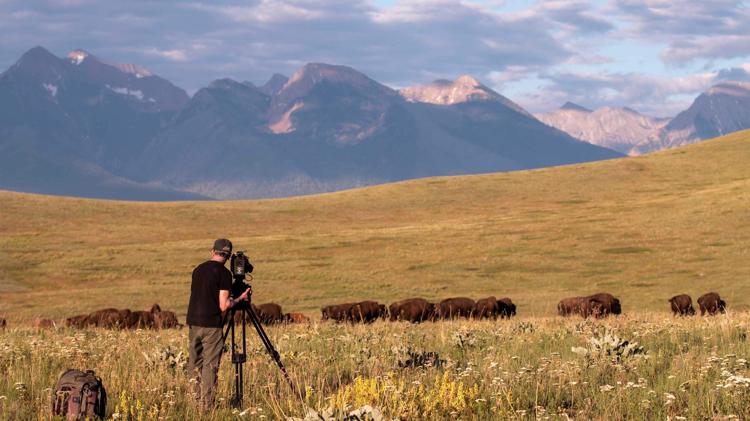 The Meaning of the Buffalo to Our People, by B The Change