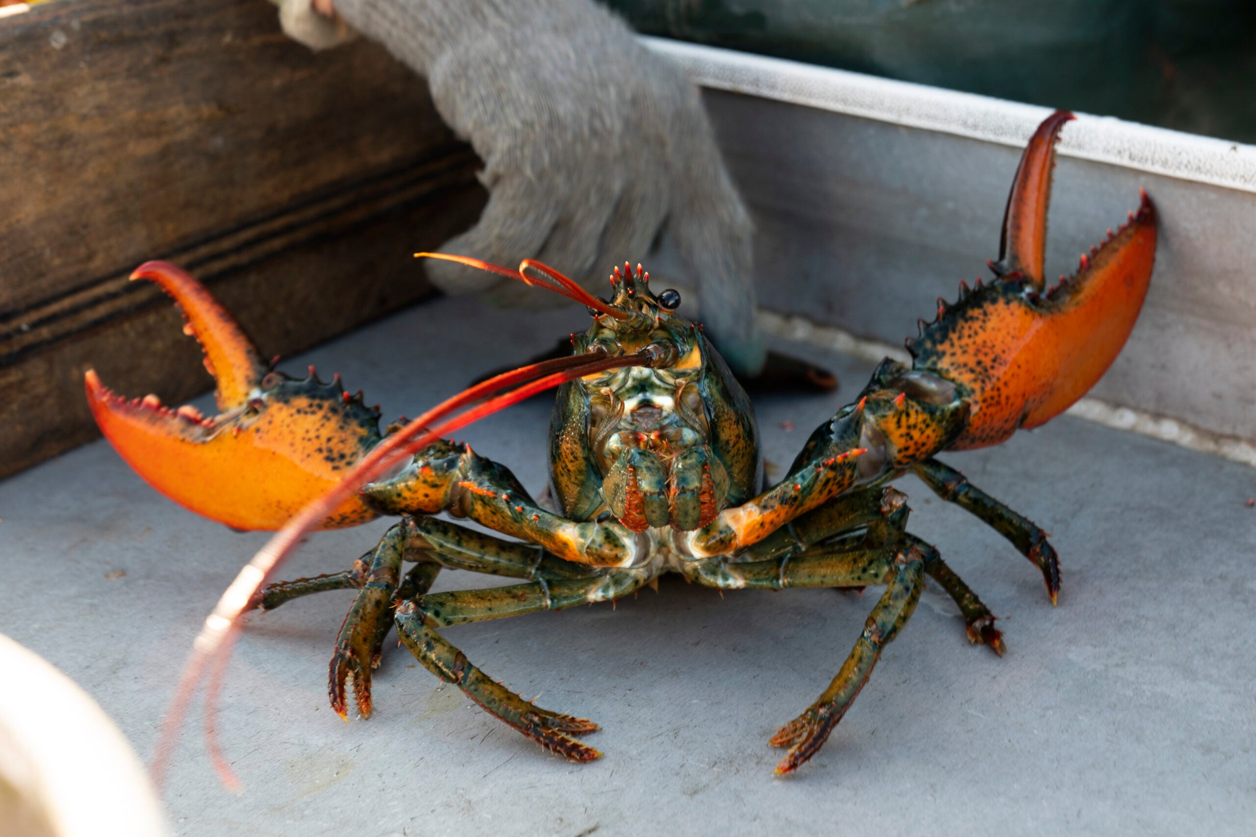 Young lobsters show decline off New England, and fishermen will