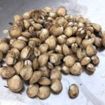 A pile of young quahogs.