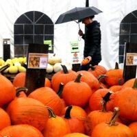 Laura Minkwitz of Medfield shopped in the rain for pumpkins and gourds at Wards Berry Farm in Sharon.