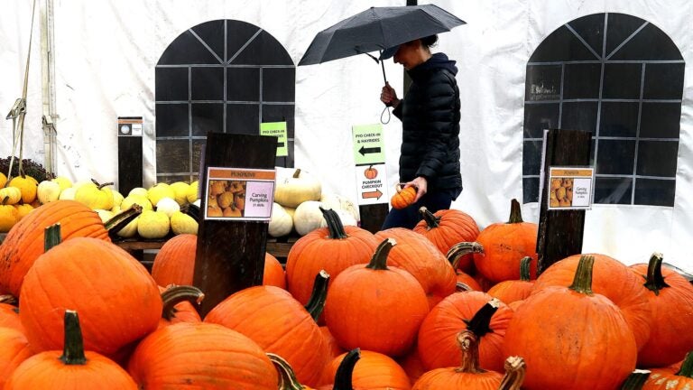 Laura Minkwitz of Medfield shopped in the rain for pumpkins and gourds at Wards Berry Farm in Sharon.