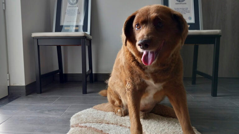 Bobi, a purebred Rafeiro do Alentejo Portuguese dog, poses for a photo with his Guinness World Record certificates for the oldest dog, at his home in Conqueiros, central Portugal.