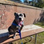 Remy, a 4-year-old pitbull terrier mix, smiles with her tongue hanging out.
