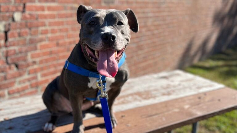 Remy, a 4-year-old pitbull terrier mix, smiles with her tongue hanging out.