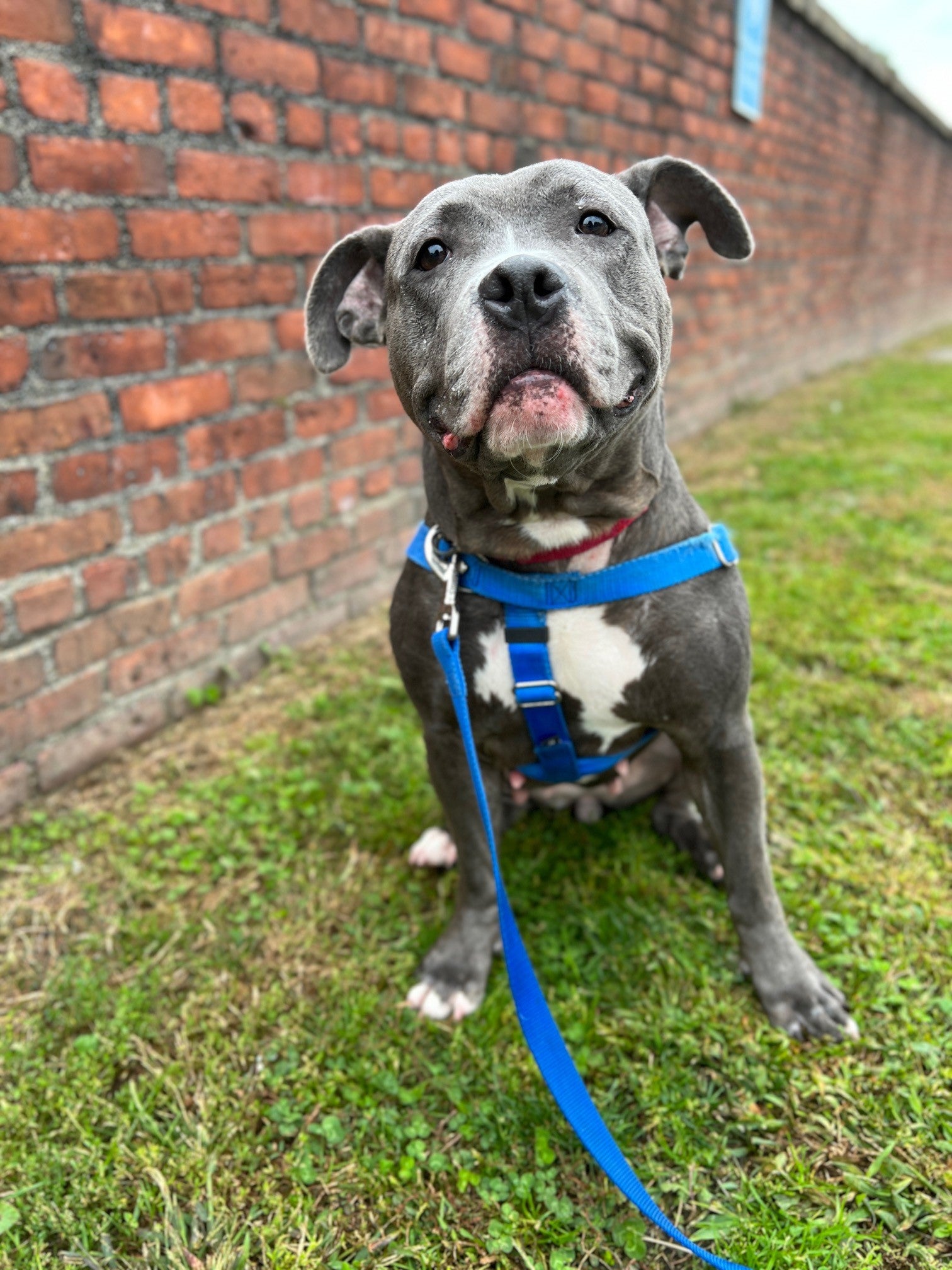 Remy, a 4-year-old pitbull terrier mix.