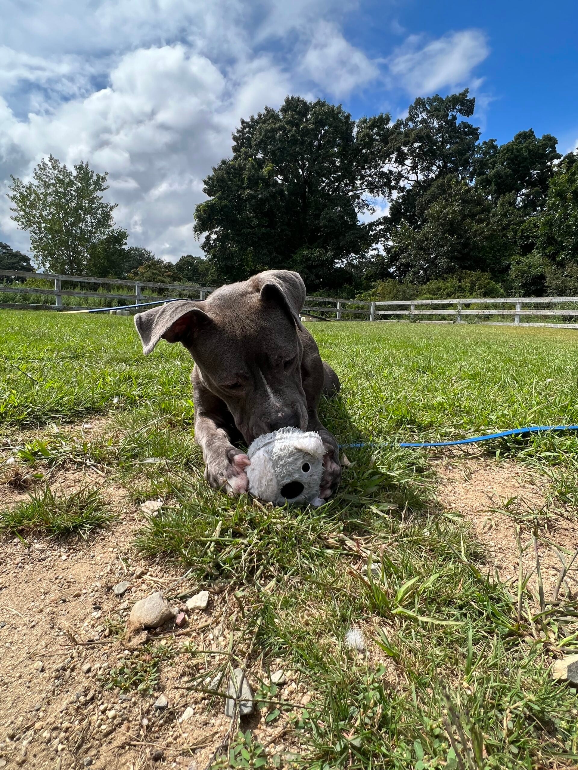 Remy, a 4-year-old pitbull terrier mix, sniffs out a stuffed toy while laying in the grass.