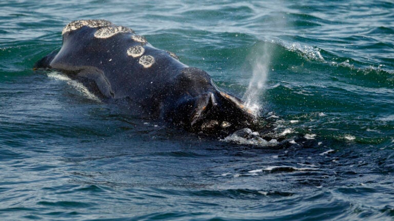 A North Atlantic right whale feeds on the surface of Cape Cod bay off the coast of Plymouth, Mass.
