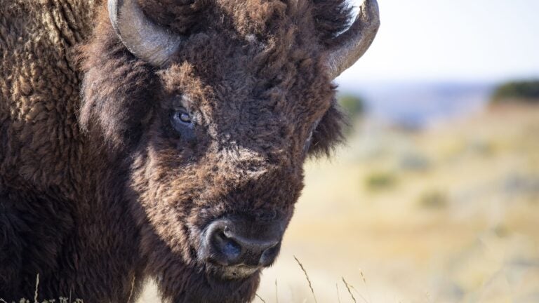 Ken Burns on his new PBS documentary, 'American Buffalo' - Vimarsana News