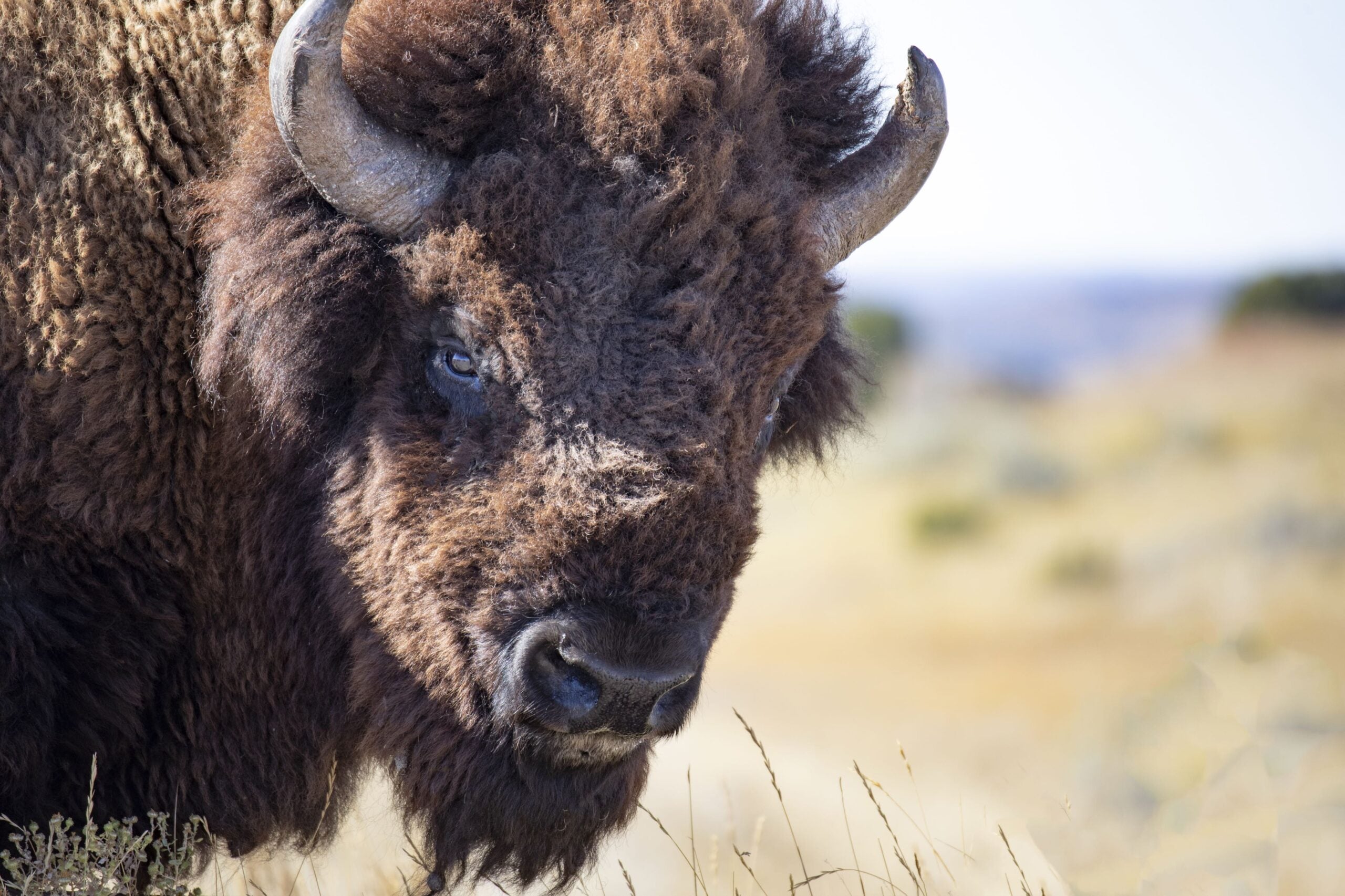 The Meaning of the Buffalo to Our People, by B The Change