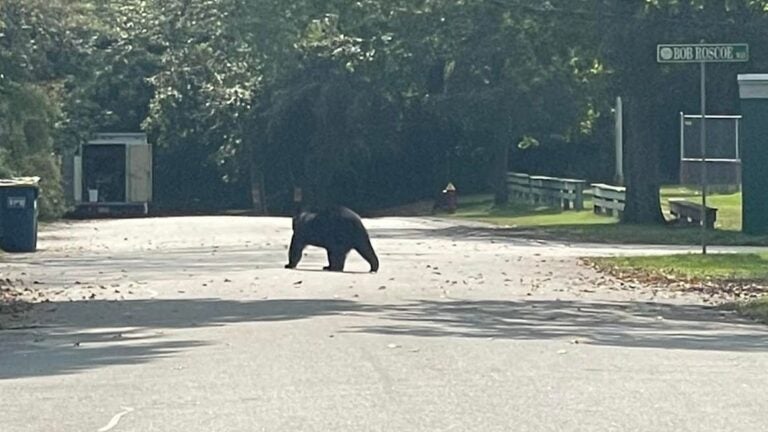 This black bear was seen walking down Spear Avenue in East Bridgewater on Sept. 27.