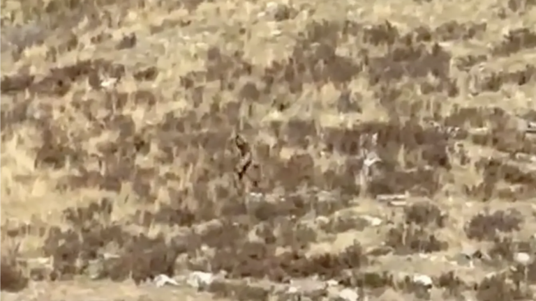 Bigfoot sighting in Colorado