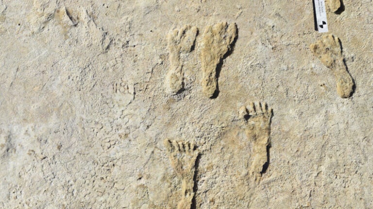Ancient footprints upend timeline of humans' arrival in North America - Vimarsana News