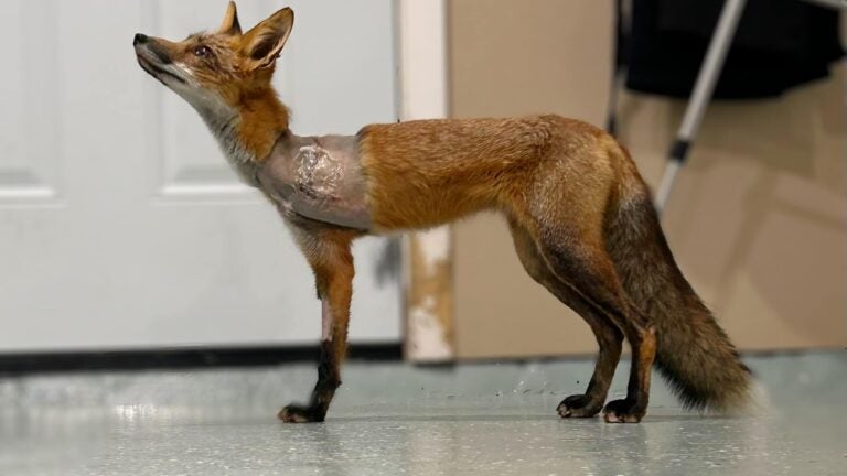 One fox loses leg, another removes own foot after being caught in illegal  traps in Lexington