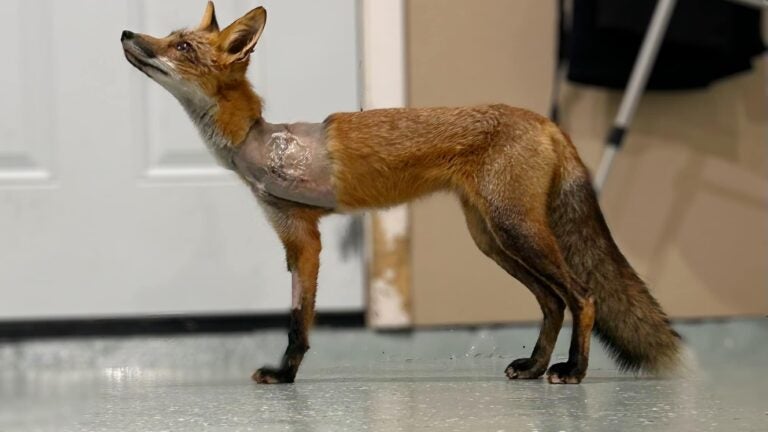 One fox loses leg, another removes own foot after being caught in