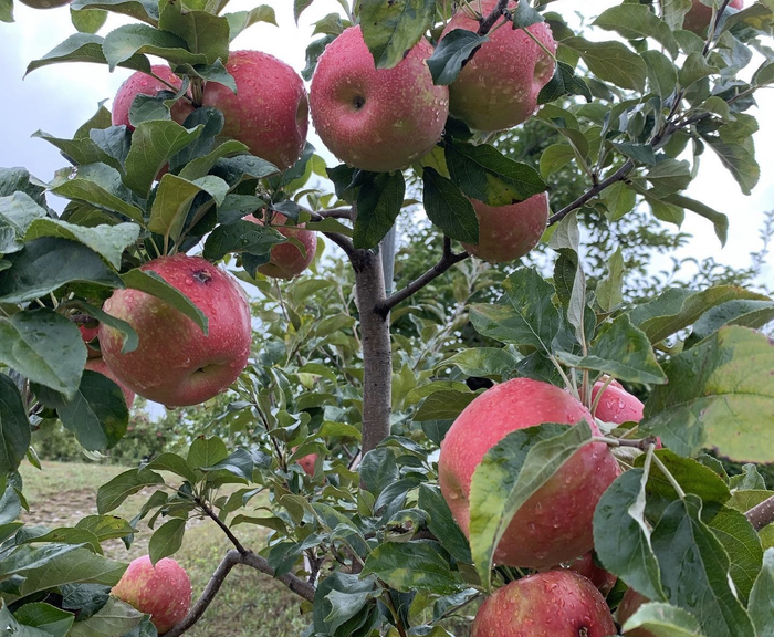 The ultimate guide to apple picking in Massachusetts in 2023