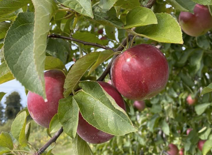 The ultimate guide to apple picking in Massachusetts in 2023