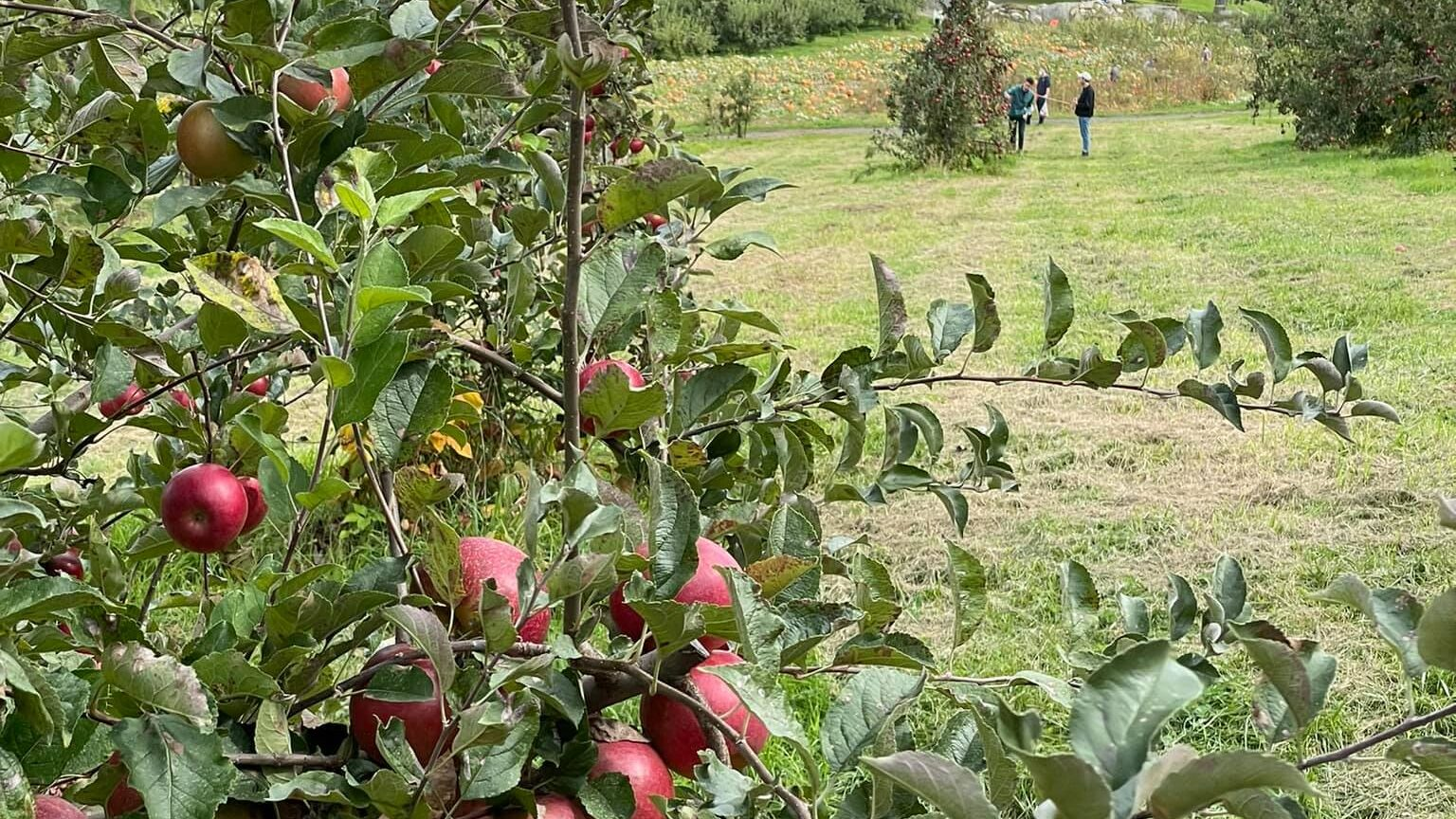 1/4 Peck U-Pick Apple Bag & Orchard Entrance