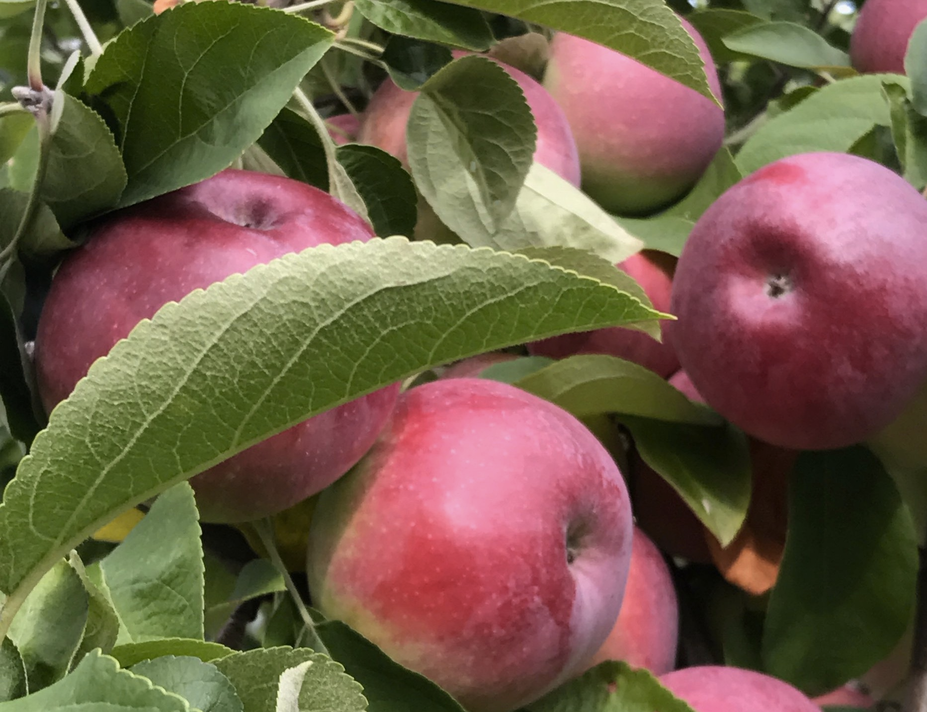 Farm Fresh Pink Lady Apples