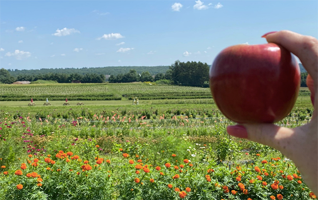 Mary's Ultimate Apple Guide: Picking, Storing, and Best Apples for