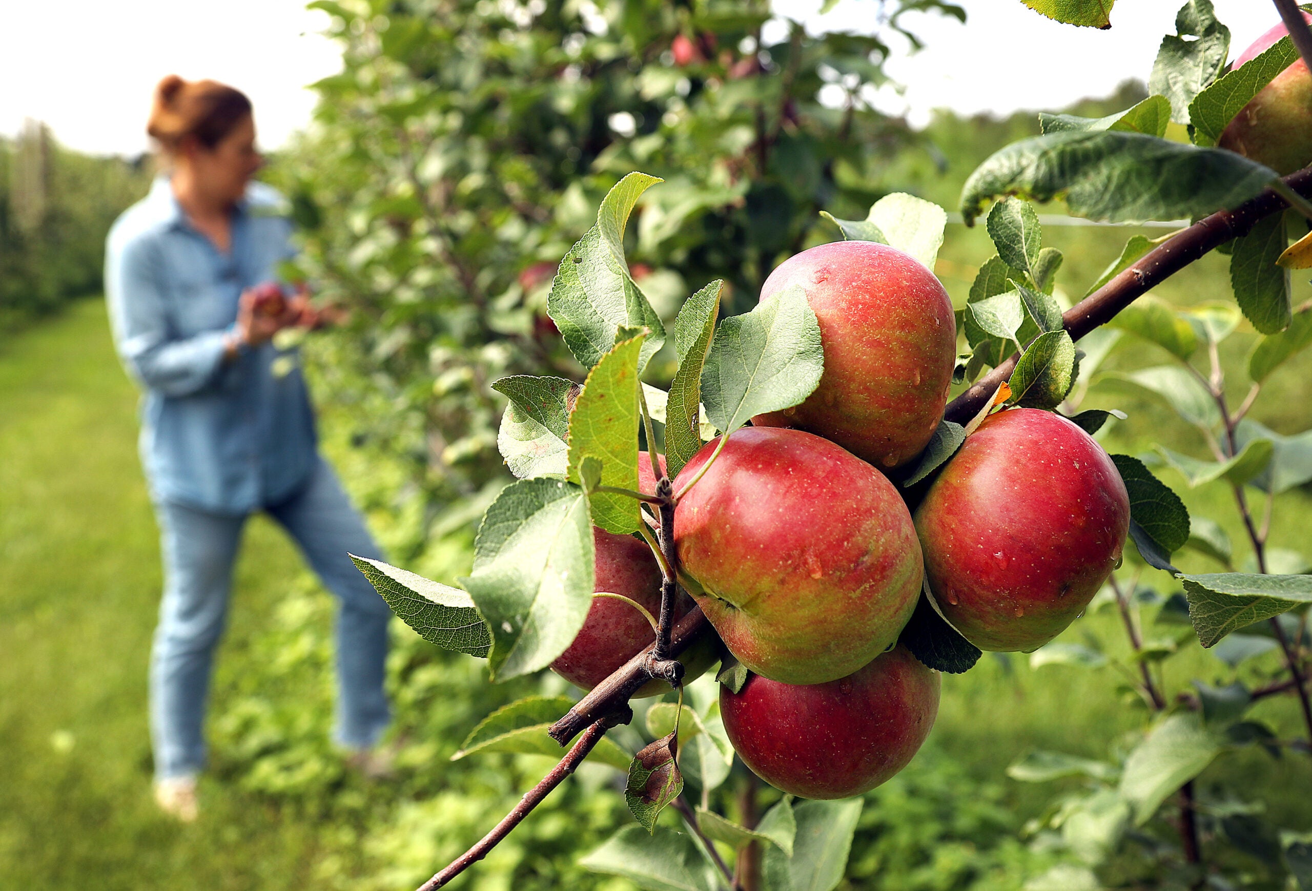 Apple Picking Guide: 7 Tips for Harvesting Apples