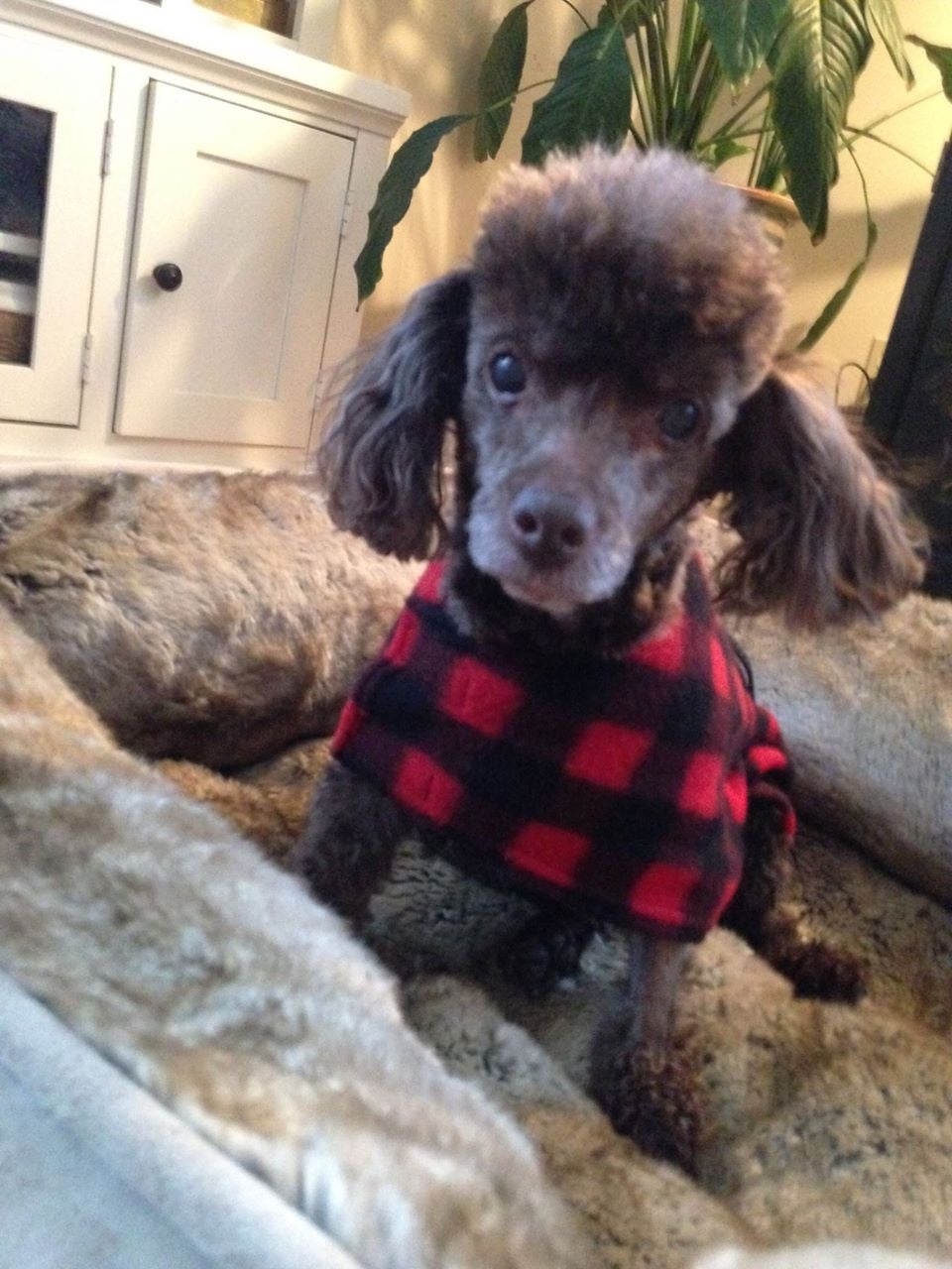 Poodle rescue hot sale new england