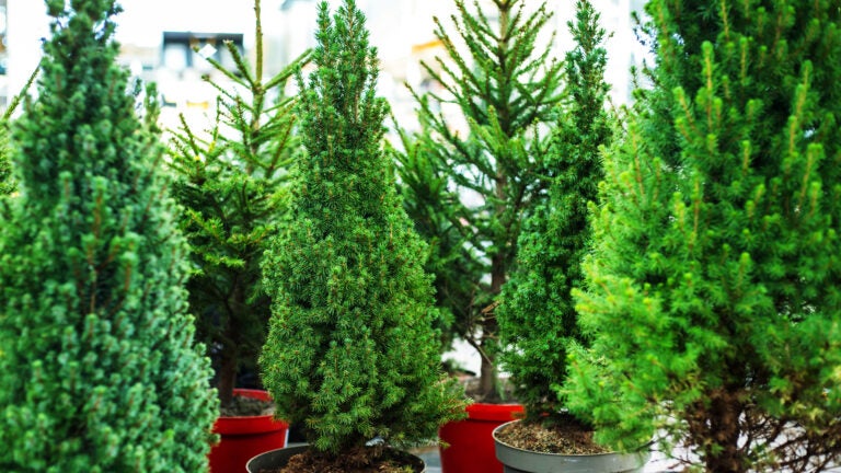 Spruce trees in plastic pots. Growing and trading of evergreen trees. Selective focus