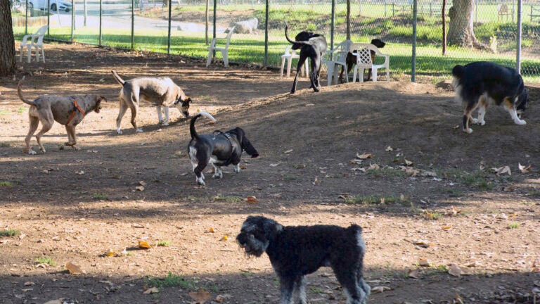 Owners bring their dogs to a park in Los Angeles.