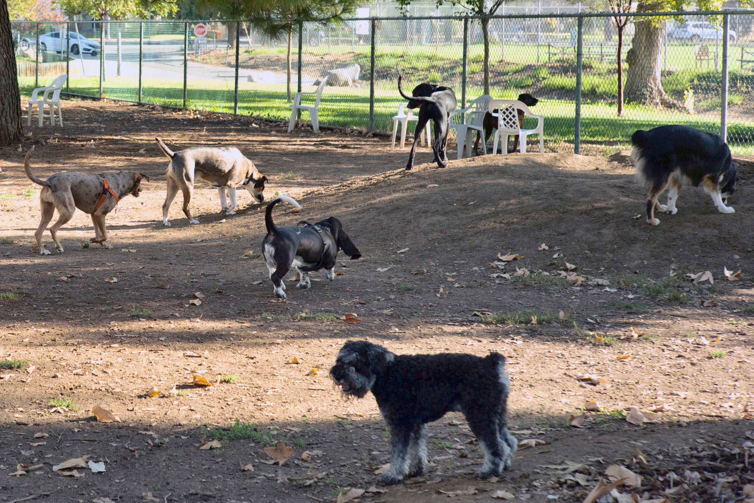 Owners bring their dogs to a park in Los Angeles.