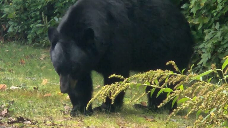 A photo of a black bear in a grassy, wooded area of Massachusetts.