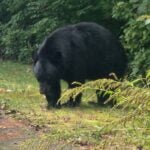 A picture of a black bear in Hanson, Massachusetts.