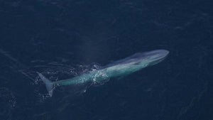 Photos: Aquarium Captures ‘fall Feeding Frenzy’ Of Whales Off Maine