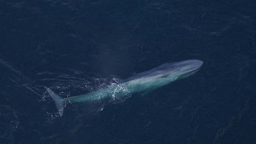 Photos: Aquarium captures ‘fall feeding frenzy’ of whales off Maine