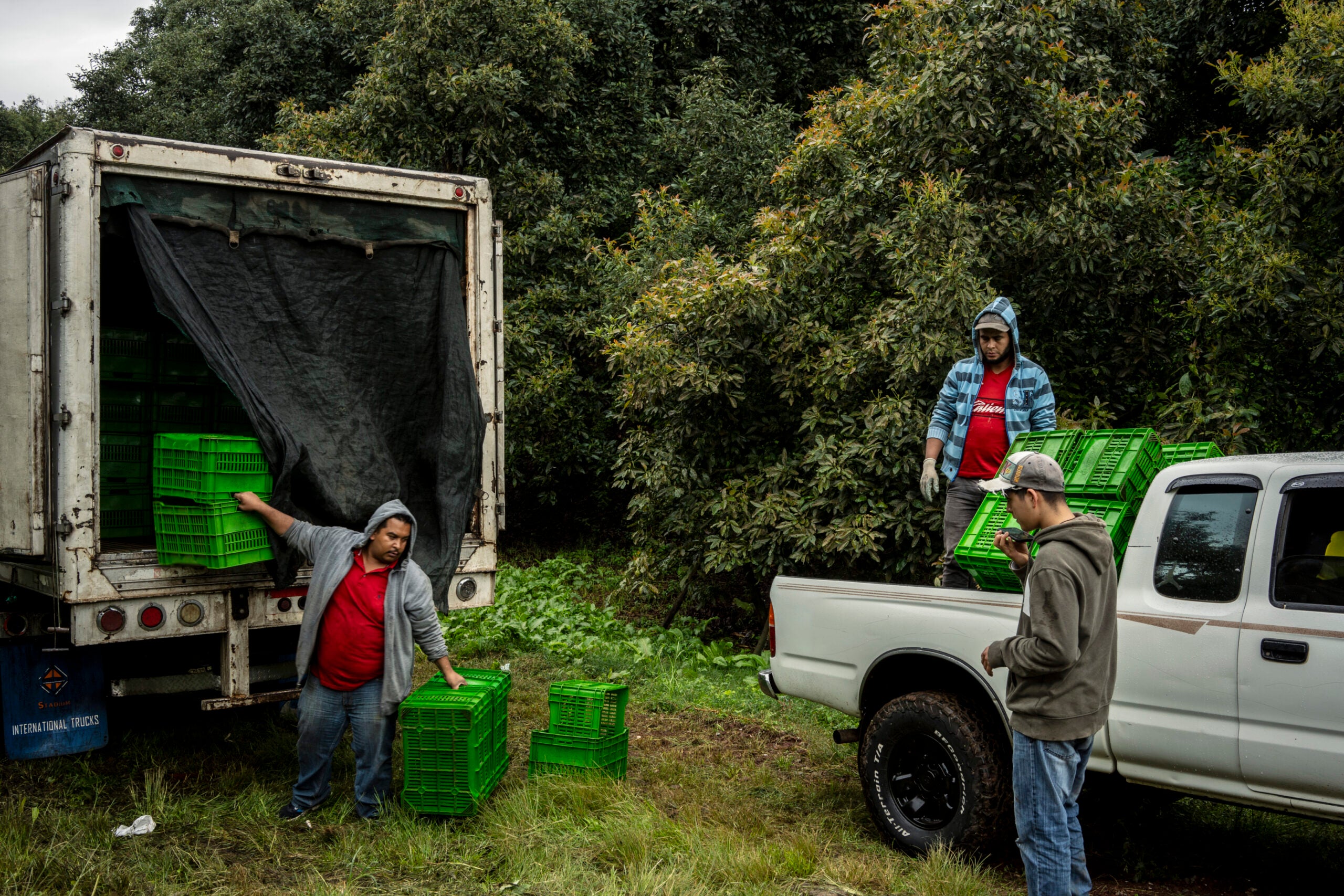 A group of workers carry boxes where the newly harvested avocados will be deposited in Nuevo Zirosto, in the state of Michoacán, Mexico. 