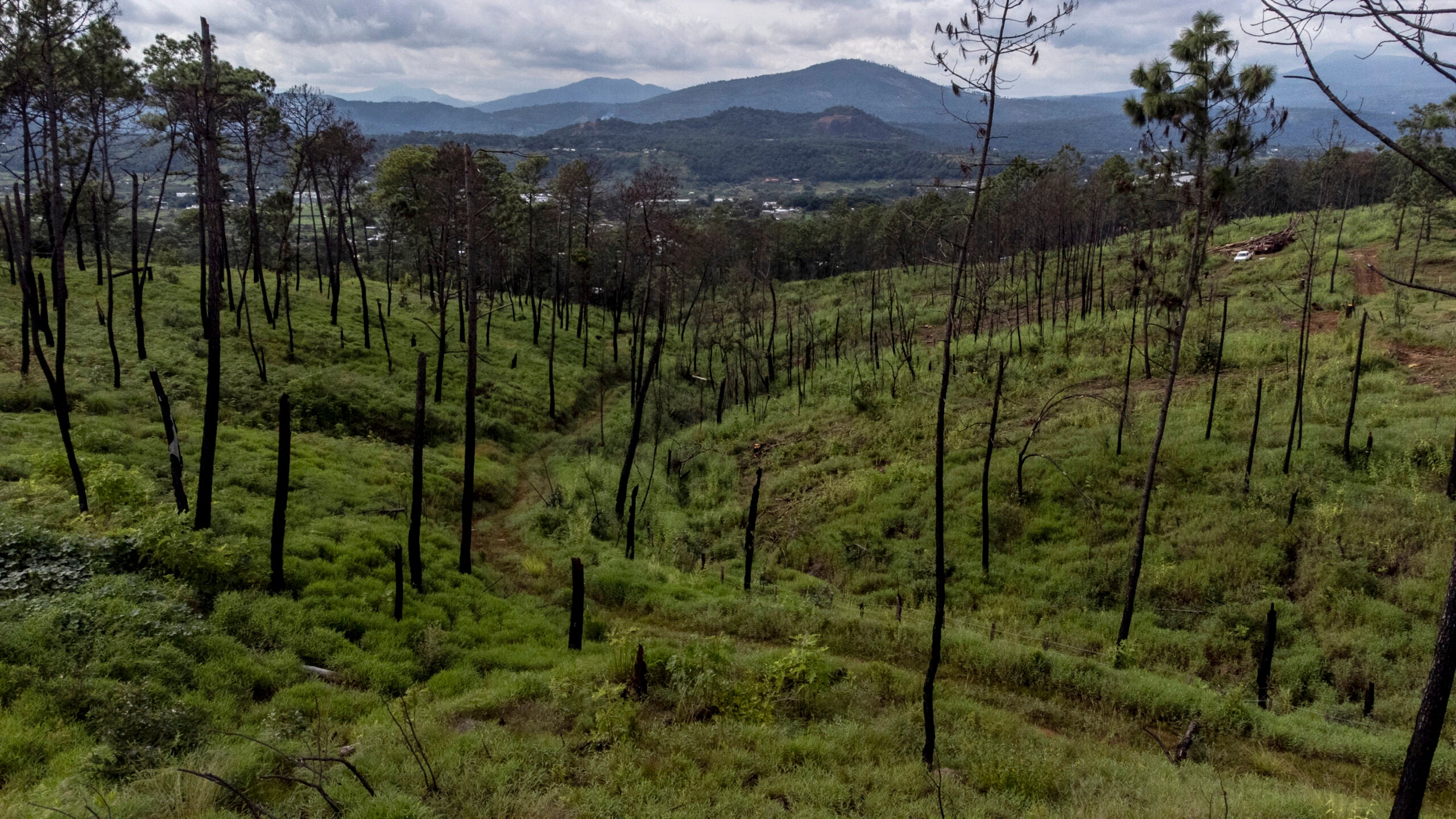 Trees that were burned during a forest fire and will likely have to be cut down in Ziracuaretiro, in the state of Michoacán, Mexico. 