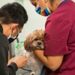 Renzo, an 11-year-old Shih Tzu in a study run by Loyal.