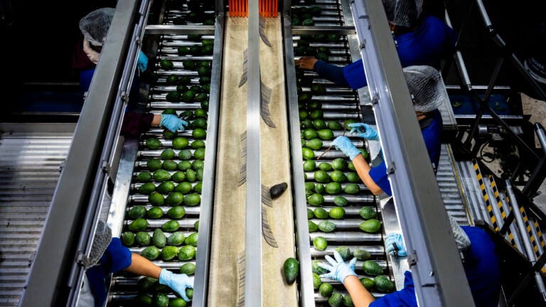 Line workers at the Aztecavo avocado packing house in Uruapan, in the state of Michoacán, Mexico.