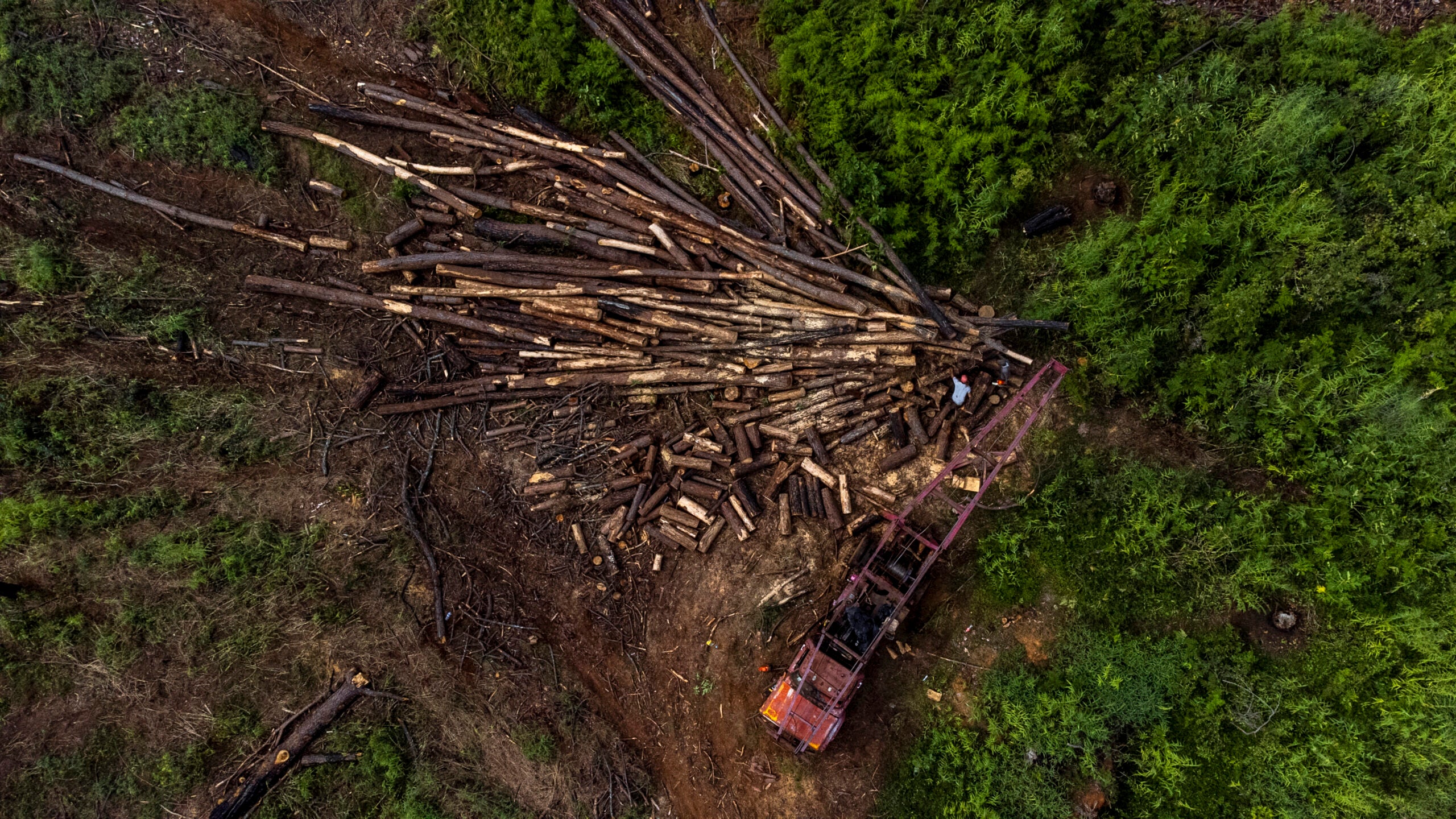 Trunks of trees burned in a forest fire are cut in Ziracuaretiro, in the state of Michoacán, Mexico. 