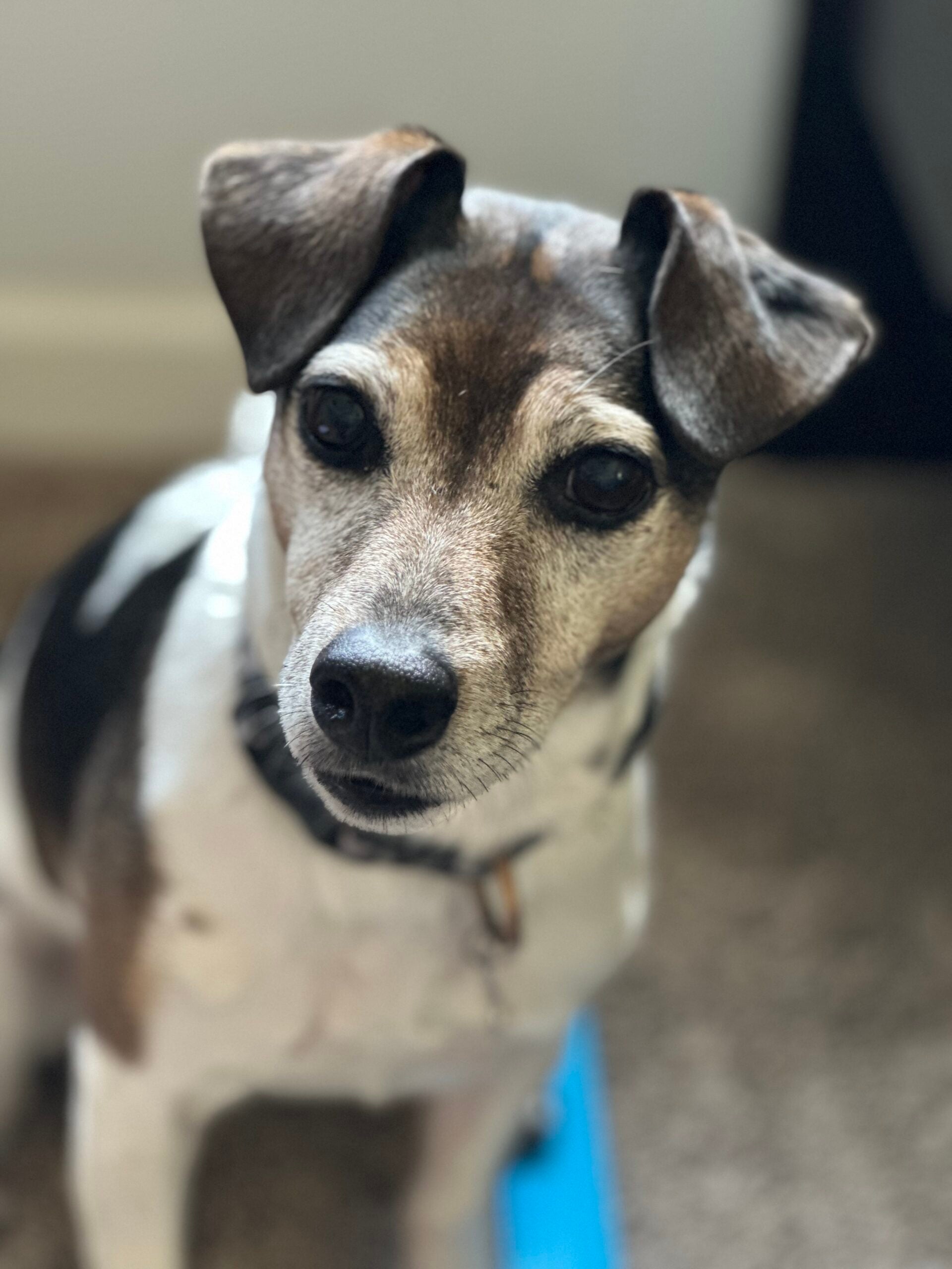 Tucker, a 10-year-old Jack Russell terrier in a study run by Loyal. 