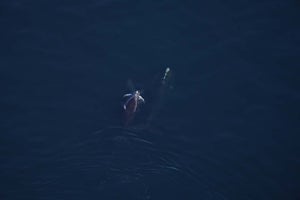 Photos: Aquarium captures ‘fall feeding frenzy’ of whales off Maine