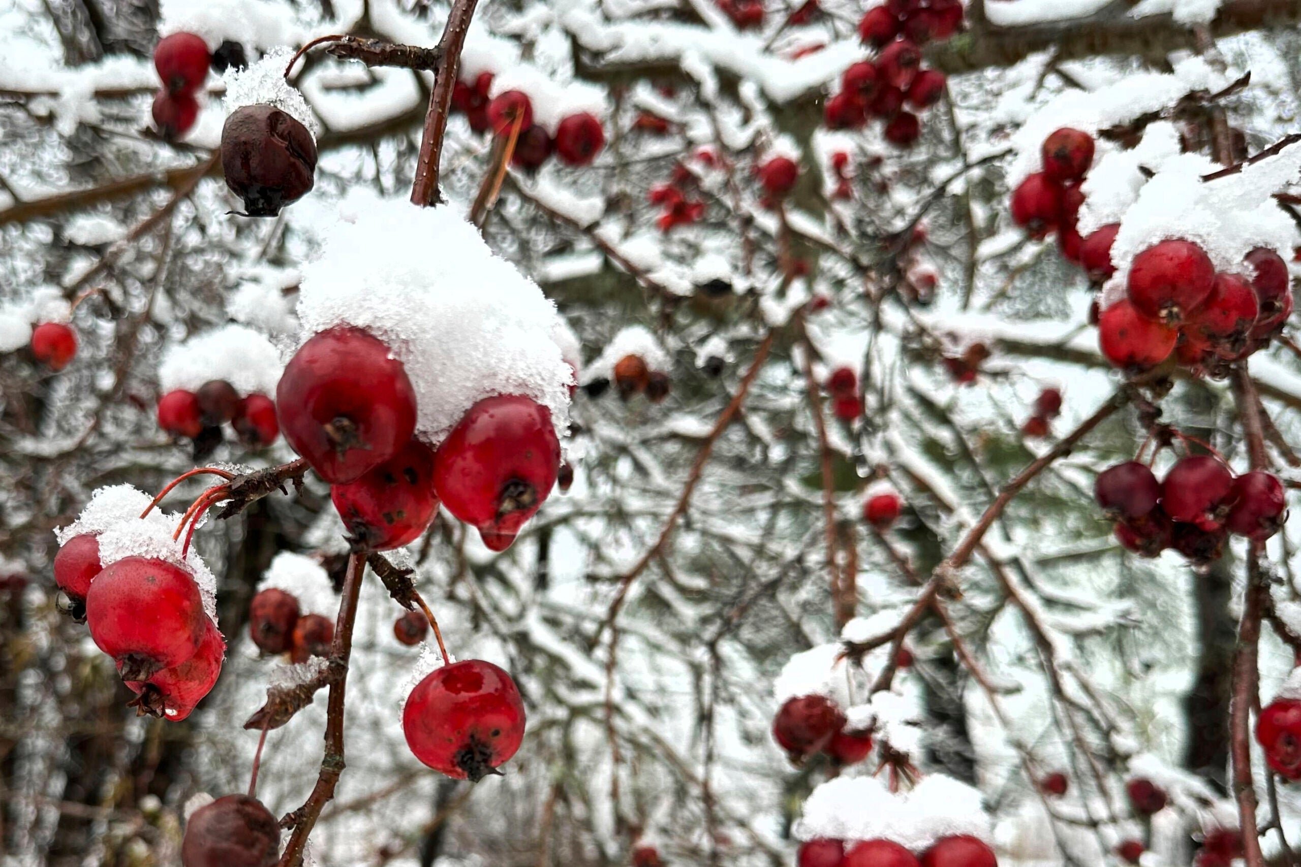 Snow clings to berries on a tree in Portland, Maine.