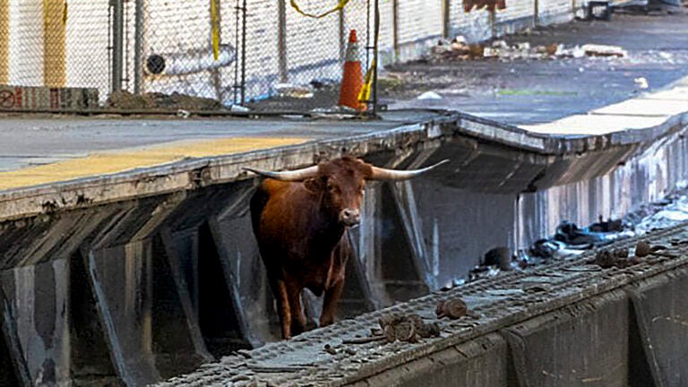 A bull stands on the tracks at Newark Penn Station.