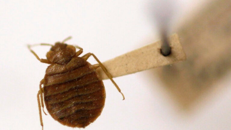Revere’s schools report bed bug incidents