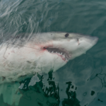 A 14-foot great white shark found in North Carolina