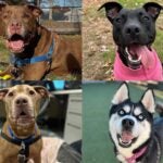 A chocolate Labrador retriever mix, a black Labrador retriever mix, a pit bull terrier mix, and a Husky are among the dogs available for adoption.